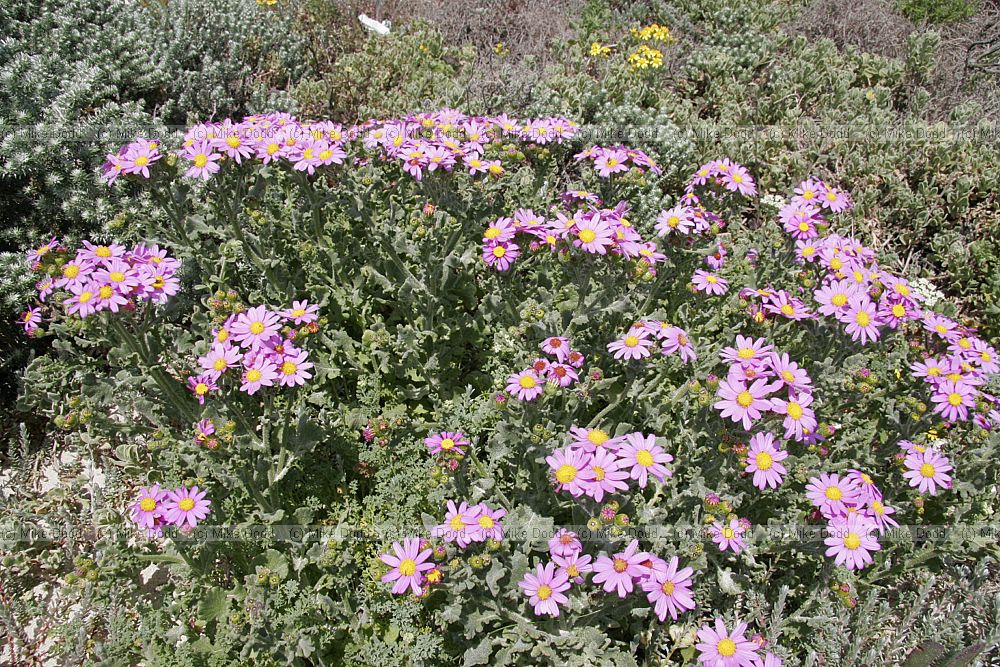 Senecio elegans Greater purple Ragwort