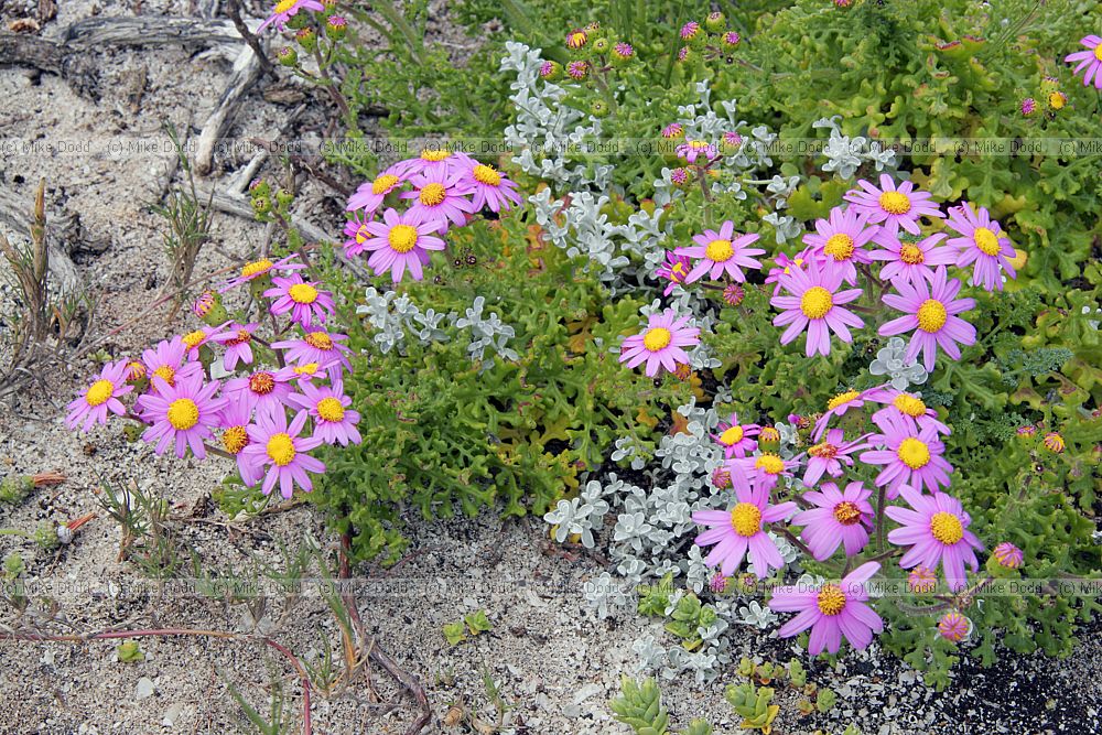 Senecio elegans