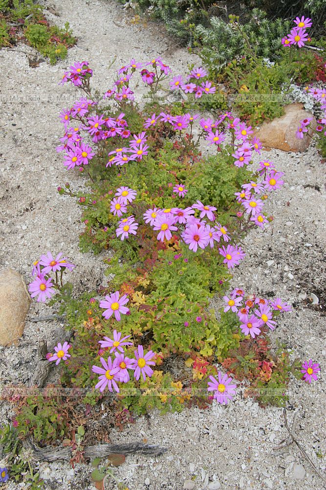 Senecio elegans