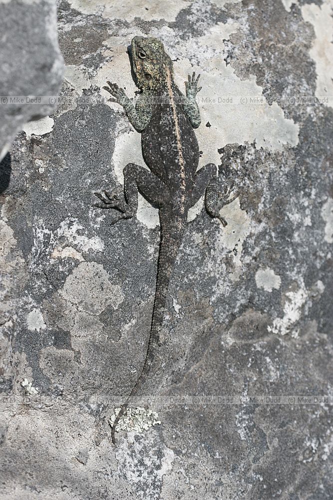 Southern rock agama Agama atra