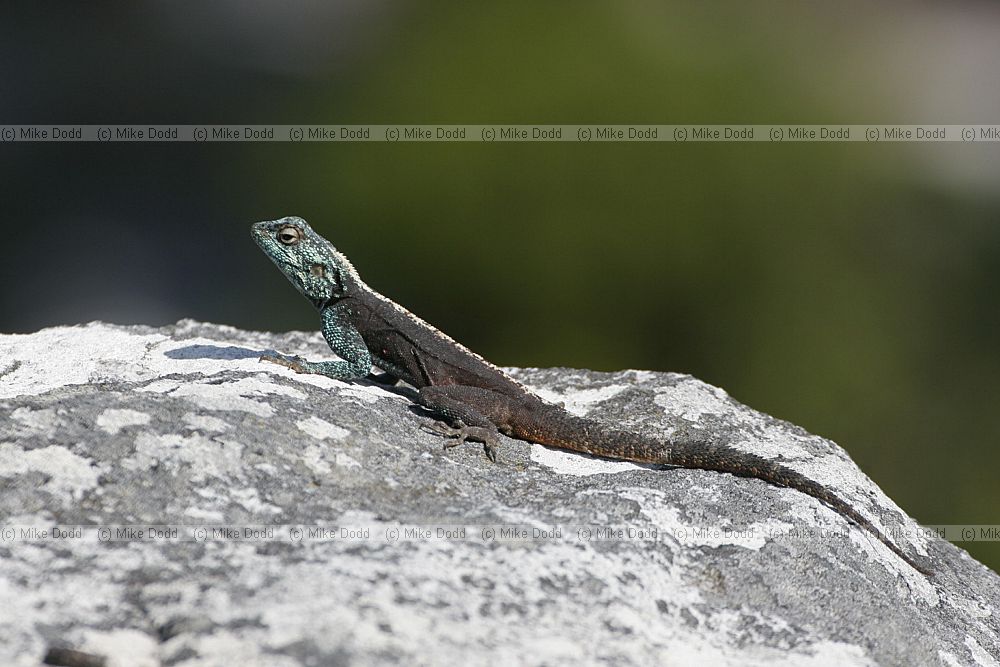 Southern rock agama Agama atra