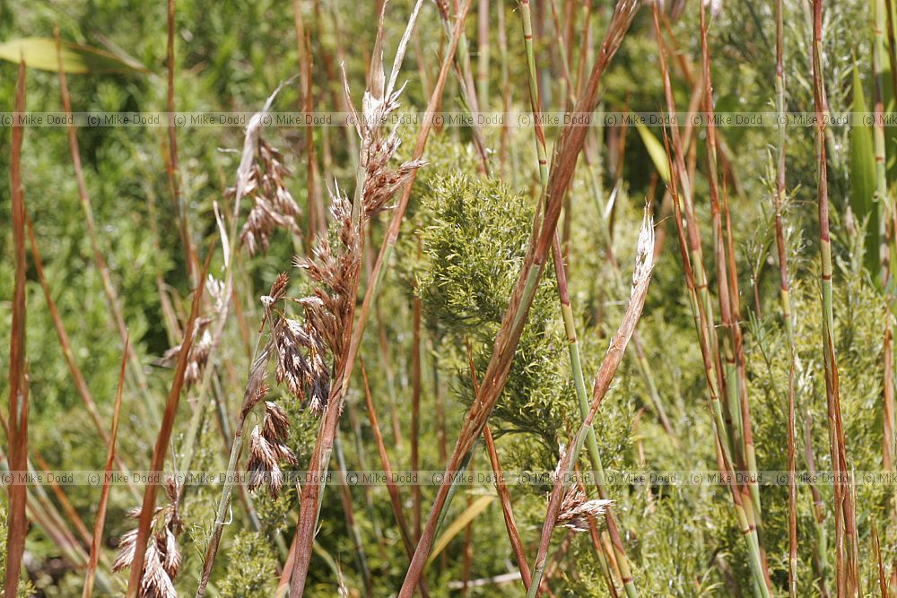 Thamnochortus cinereus Silver reed