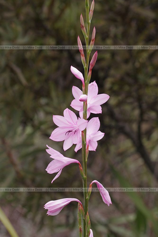 Watsonia borbonica Purple watsonia (check)