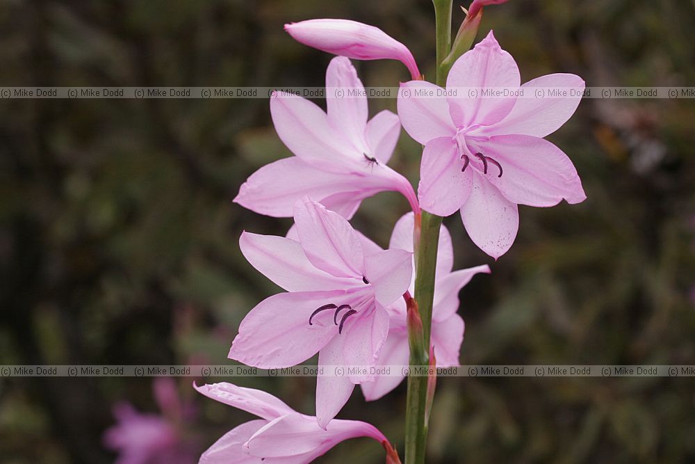 Watsonia borbonica Purple watsonia (check)