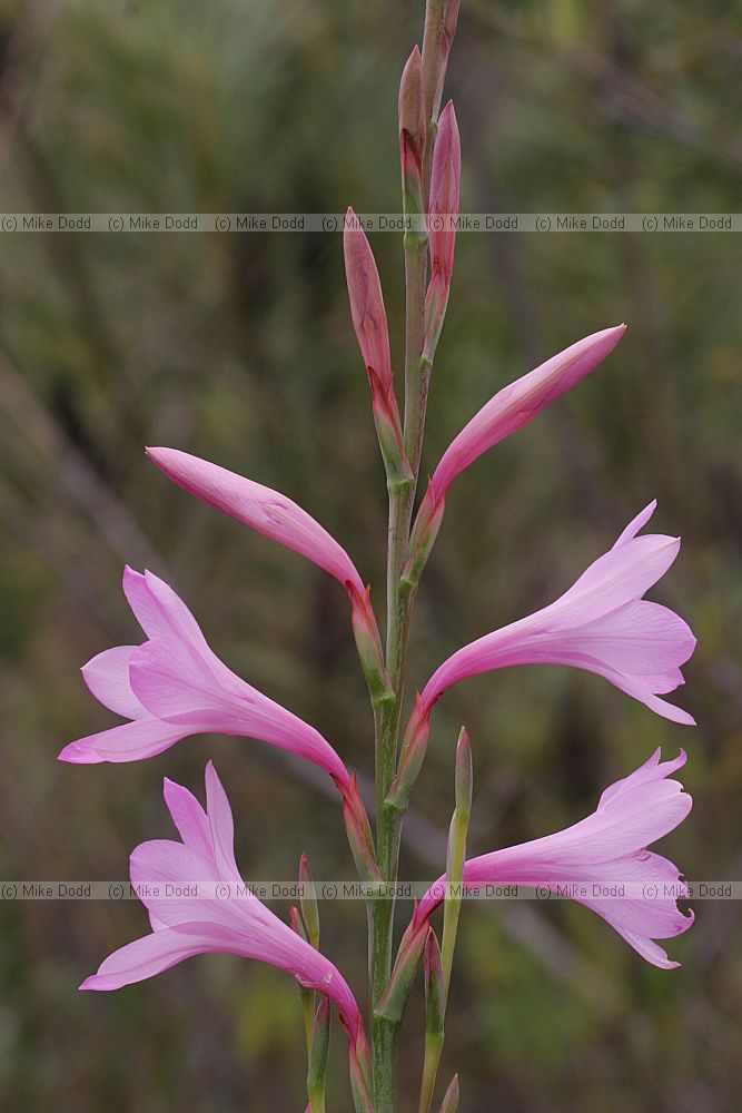 Watsonia borbonica Purple watsonia (check)