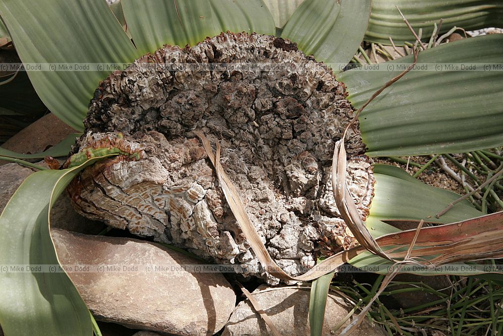 Welwitschia mirabilis