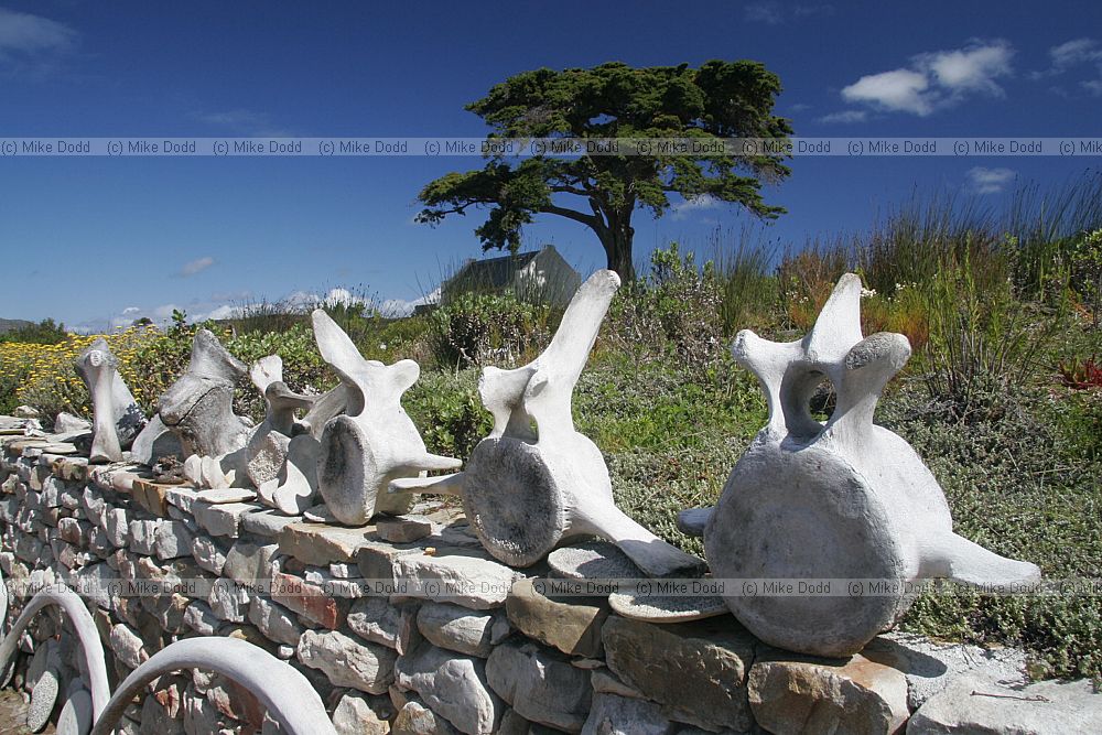 Whale bones Cape point nature centre