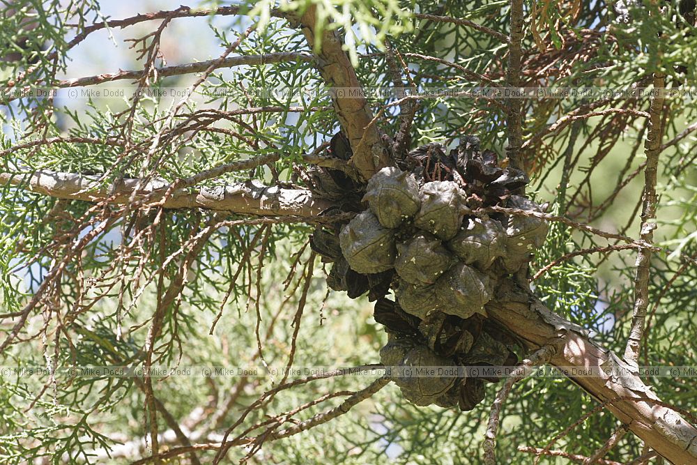 Widdringtonia nodiflora Mountain cypress