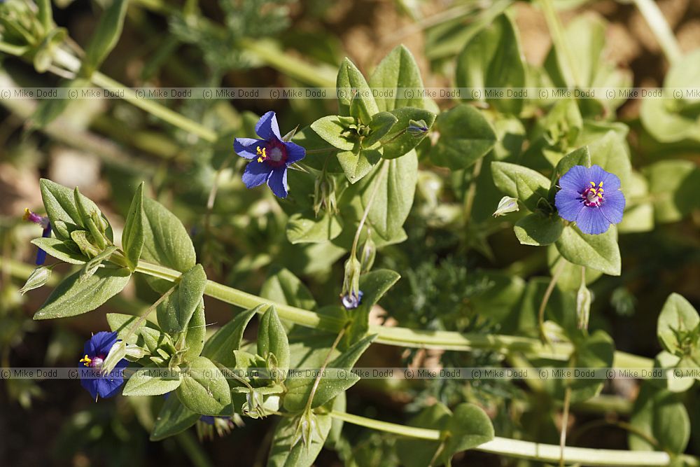 Anagalis arvensis Scarlet Pimpernel