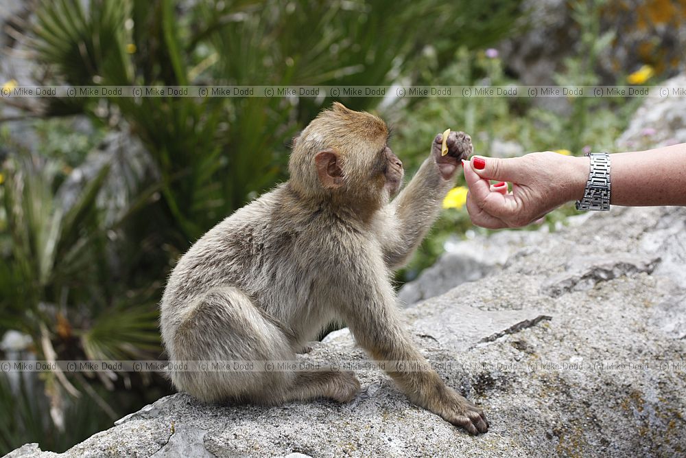 Gibraltar Barbary Macaque Macaca sylvanus