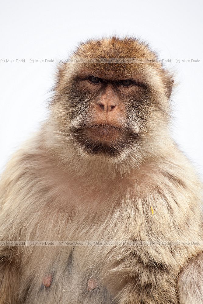 Gibraltar Barbary Macaque Macaca sylvanus