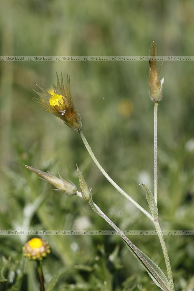 Catananche lutea subsp carpholepis