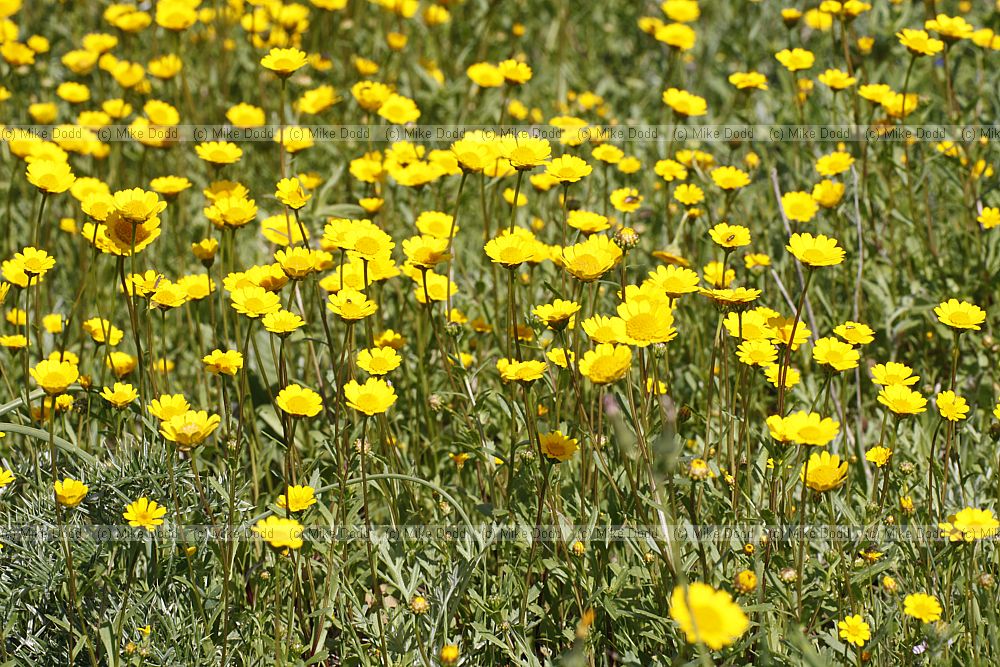 Coleostephus myconis (?)