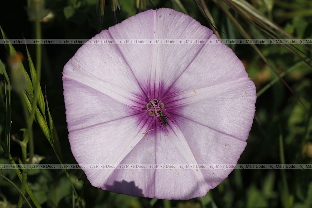 Convolvulus althaeoides Mallow-leaved Bindweed