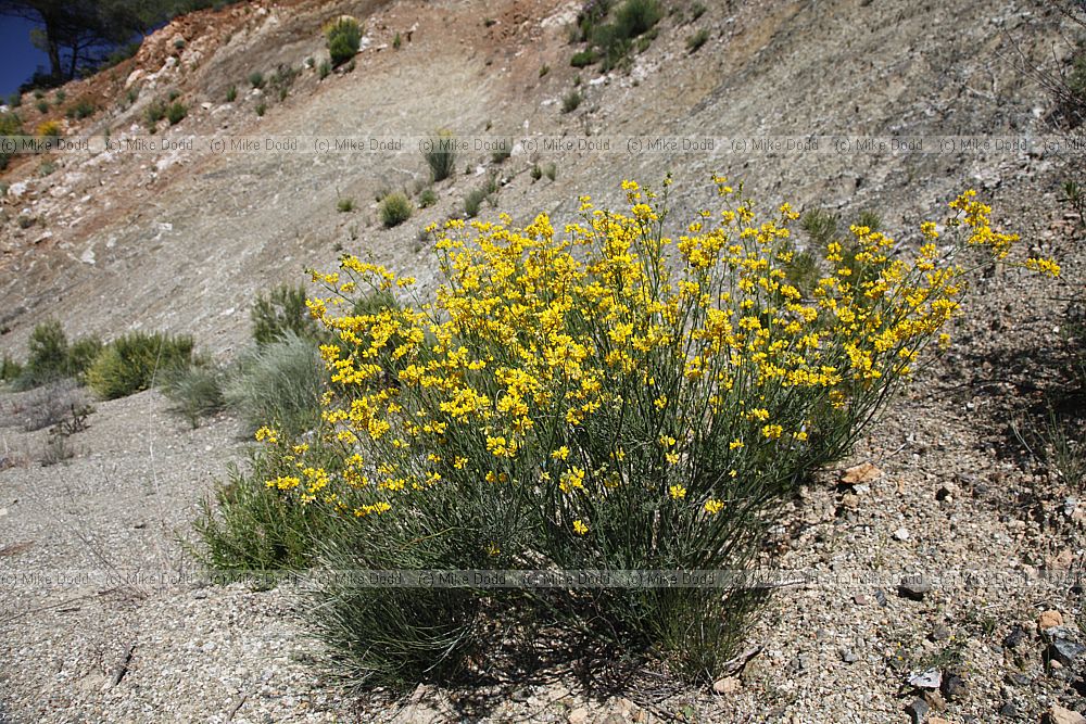 Coronilla juncea Rush-like Scorpion Vetch (?)