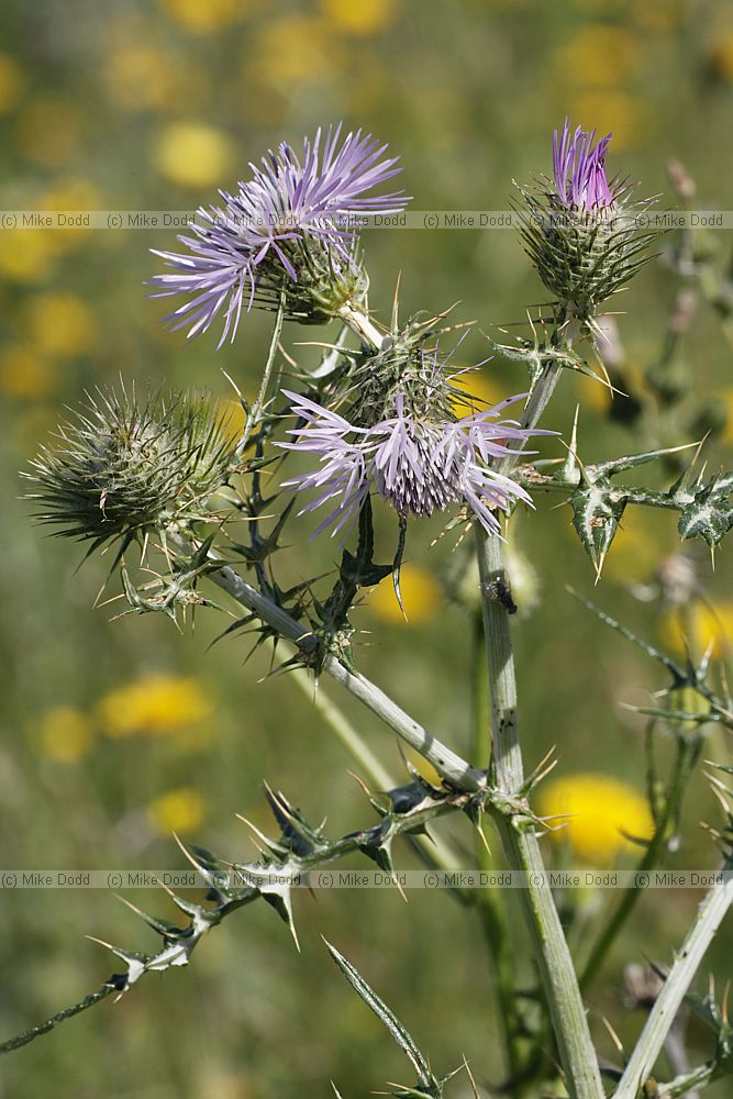 Galactites tomentosa