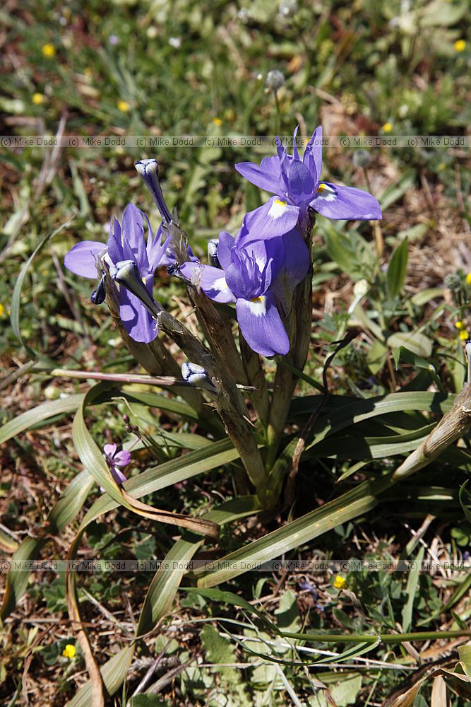Gynandriris sisyrinchium Barbary Nut