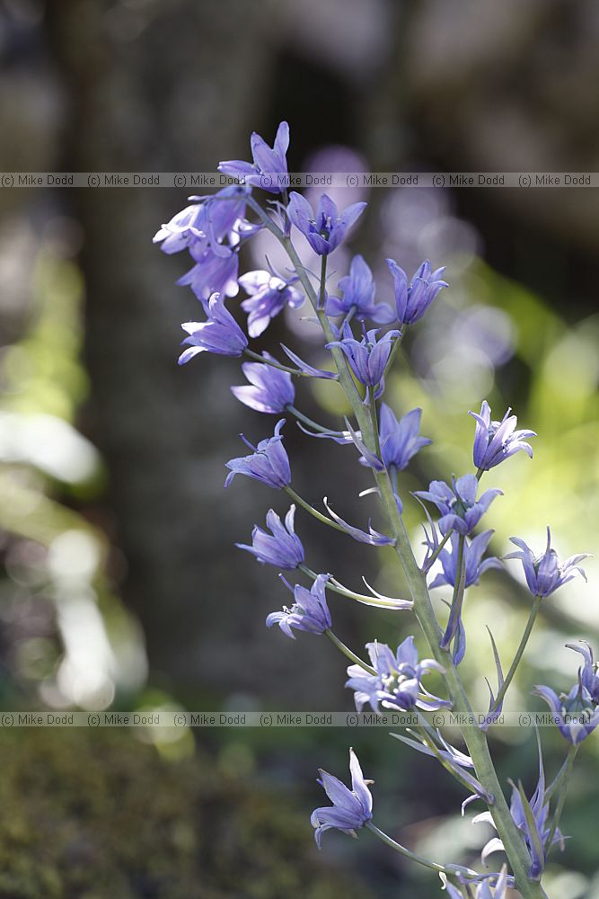 Hyacinthoides hispanica Spanish Bluebell
