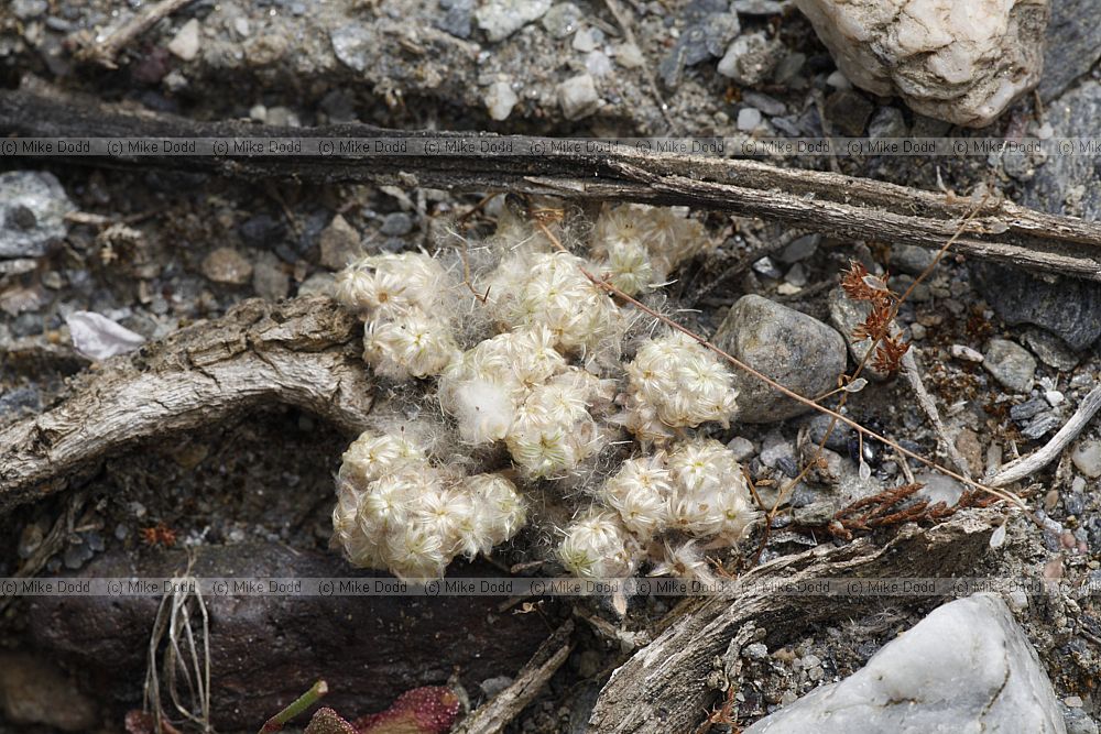 Lasiopogon muscoides (?)