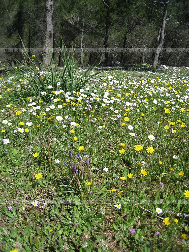 Limestone 'meadow' partly under Pines and heavily disturbed by wild boar