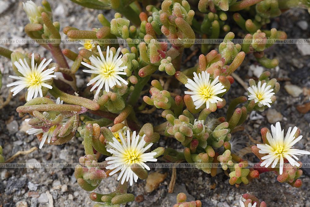 Mesembryanthemum nodiflorum