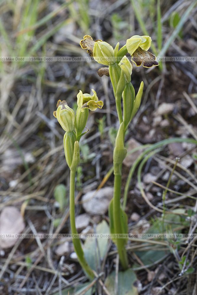 Ophrys bilunulata