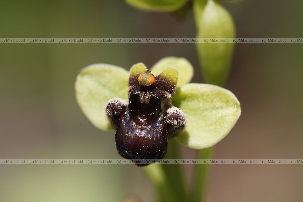 Ophrys bombyiliflora Bumble Bee Orchid