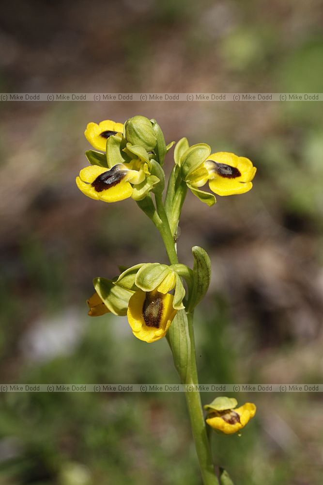Ophrys lutea Yellow Ophrys