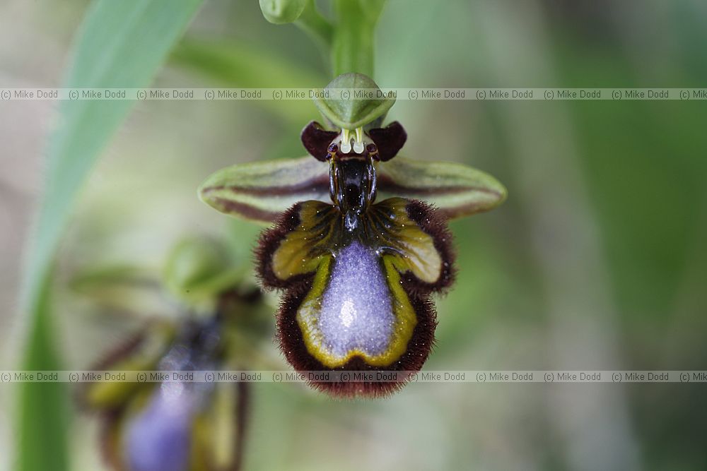 Ophrys speculum
