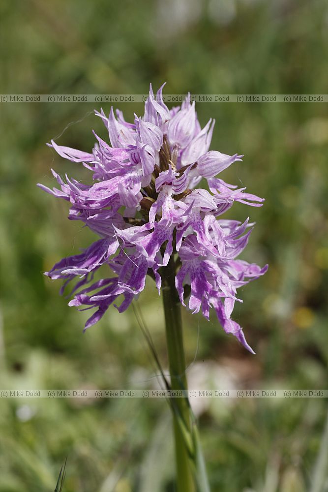 Orchis italica Italian Man Orchid