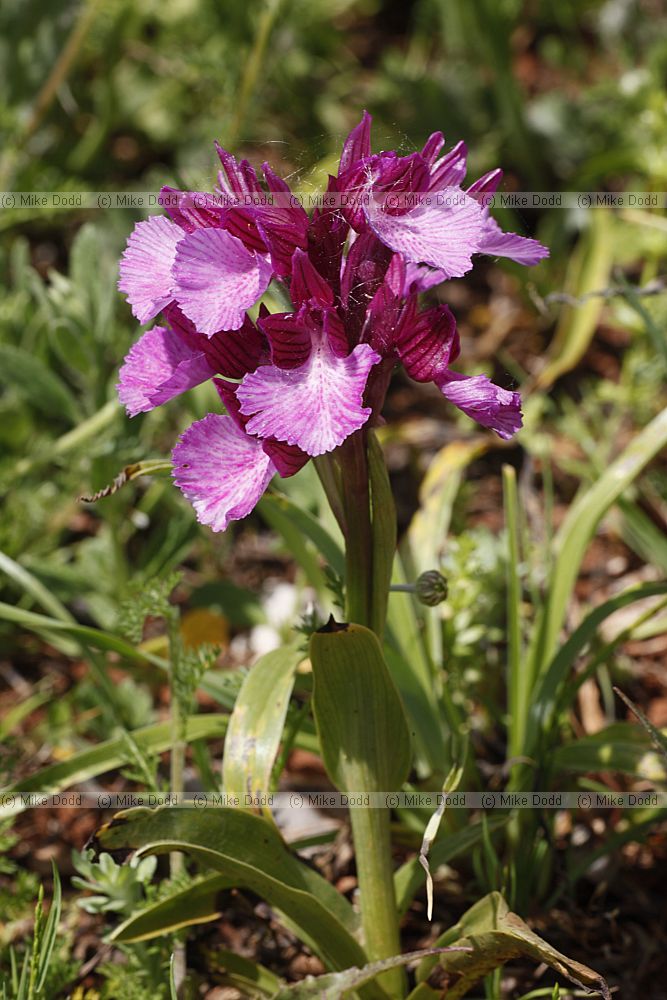 Orchis papilionacea Pink Butterfly Orchid