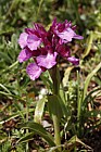 Orchis papilionacea Pink Butterfly Orchid