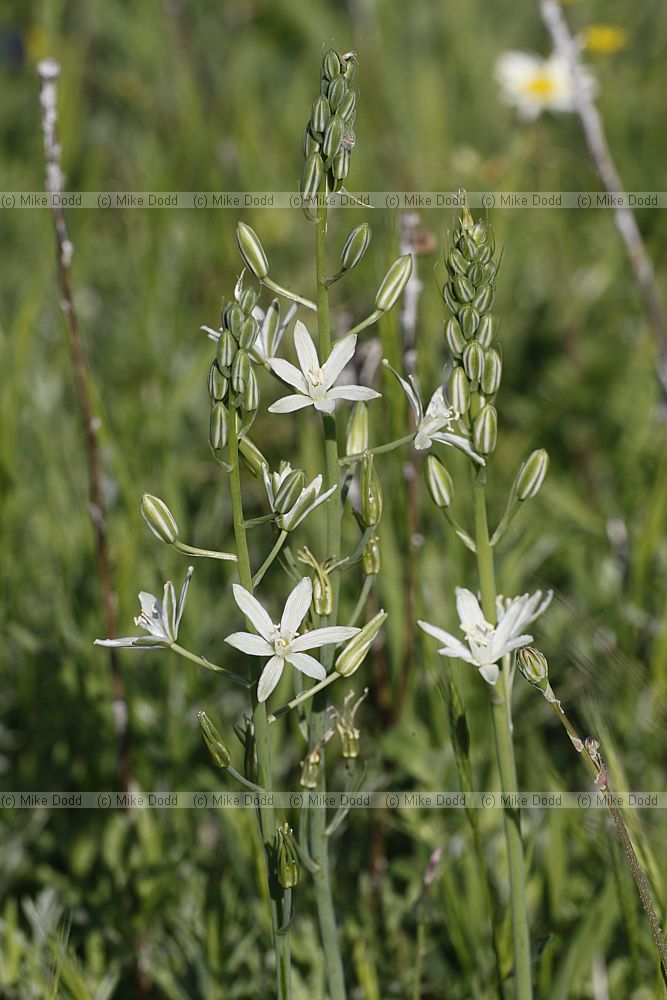 Ornithogalum narbonense