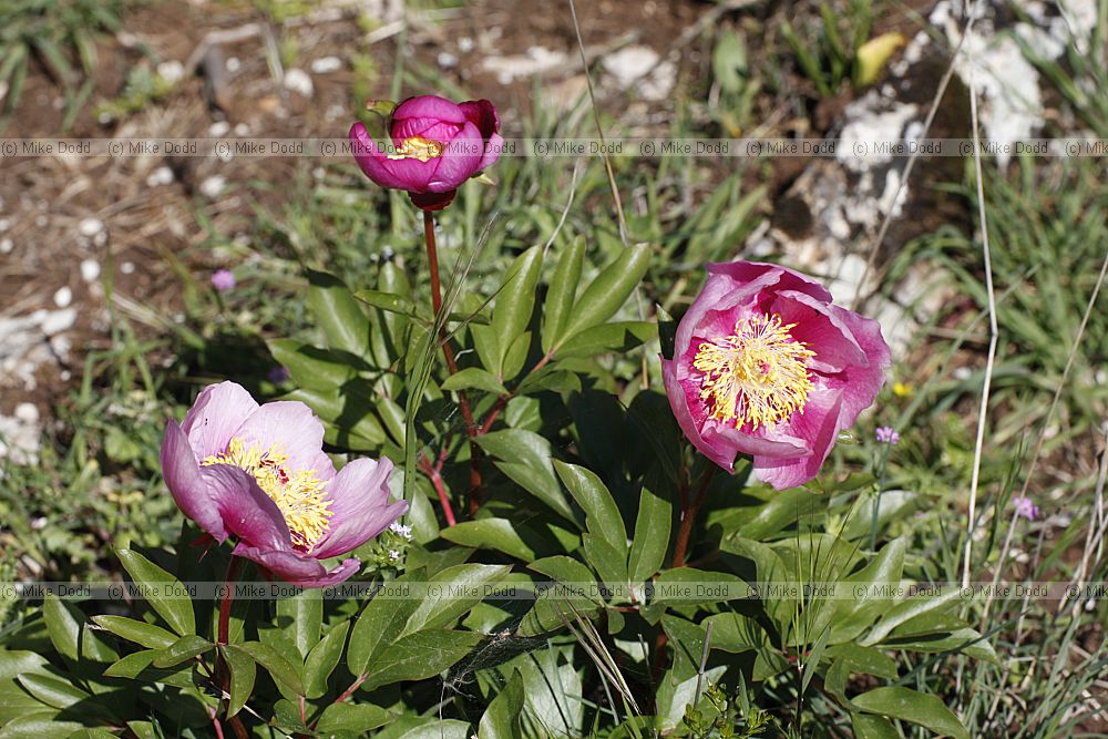 Paeonia broteroi Peony