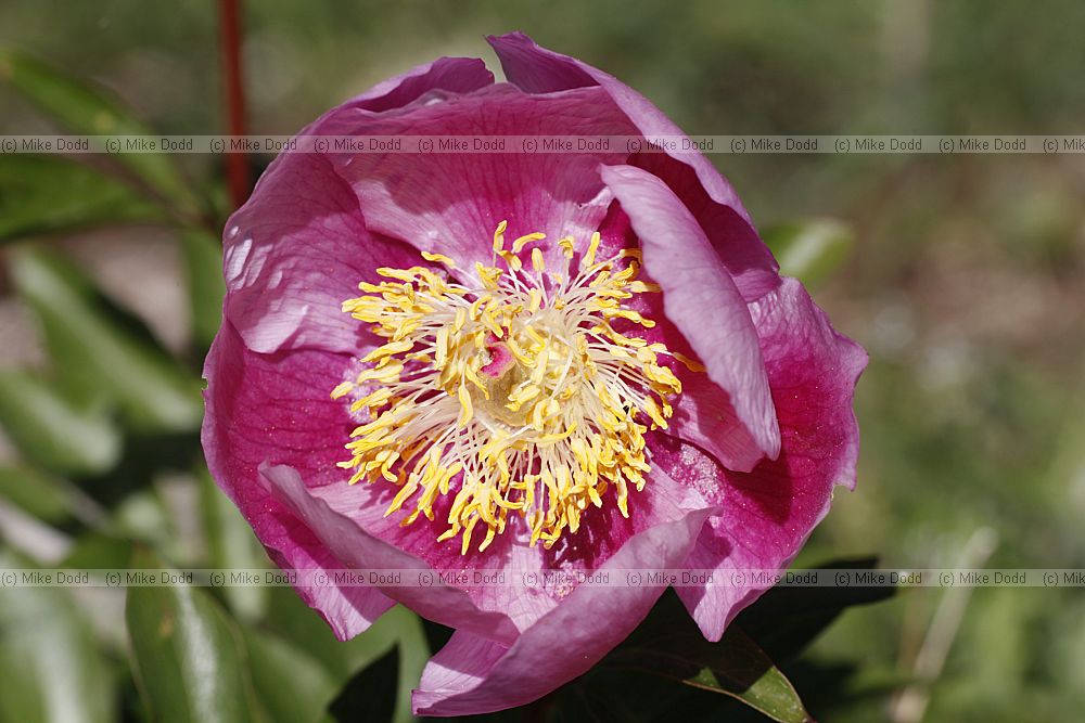 Paeonia broteroi Peony