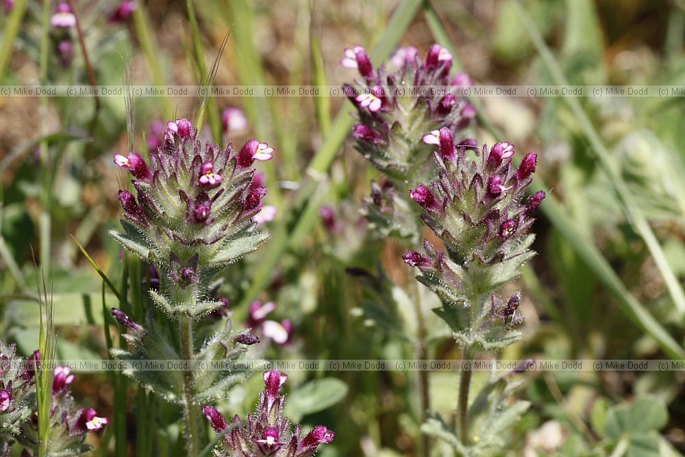 Parentucellia latifolia