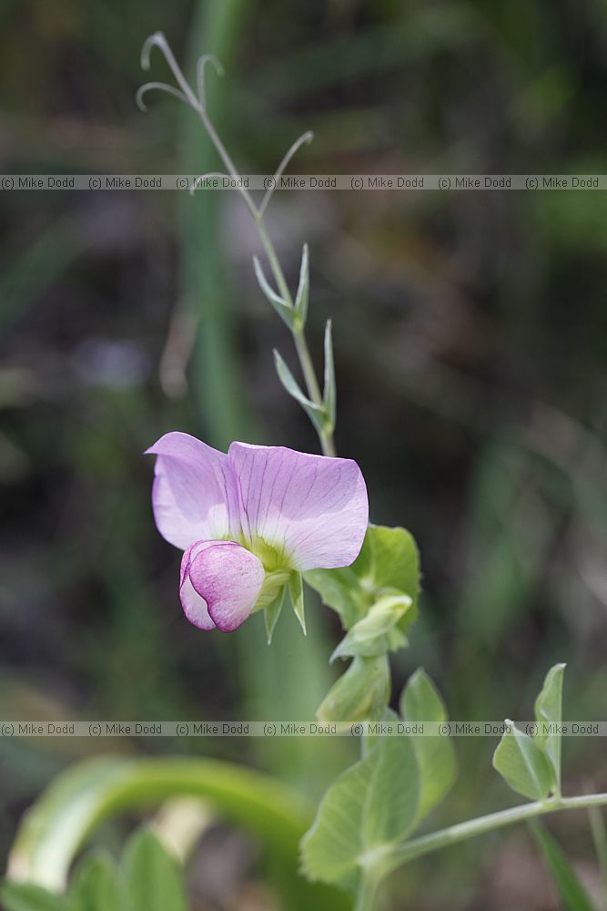 Pisum sativum Wild Pea