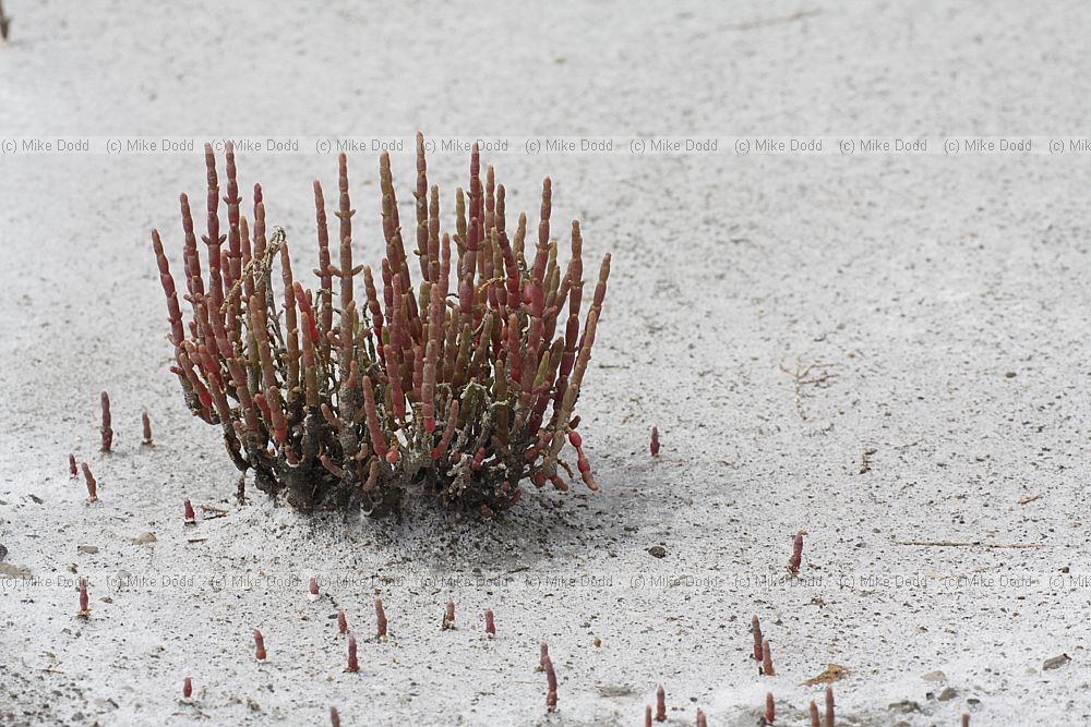 Salicornia sp.