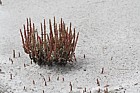Salicornia sp.
