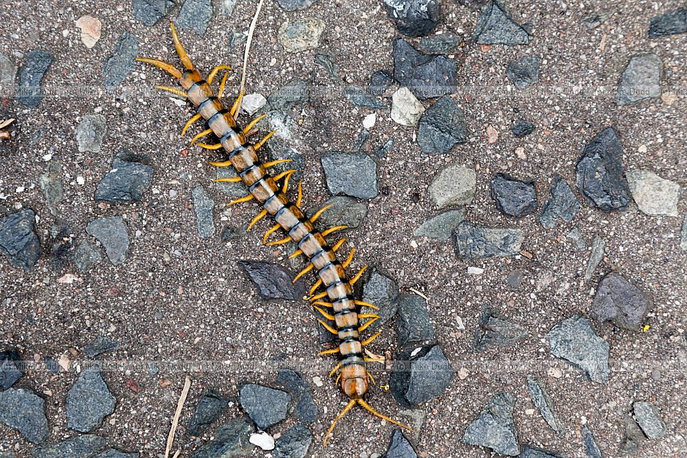 Scolopendra cingulata (?)