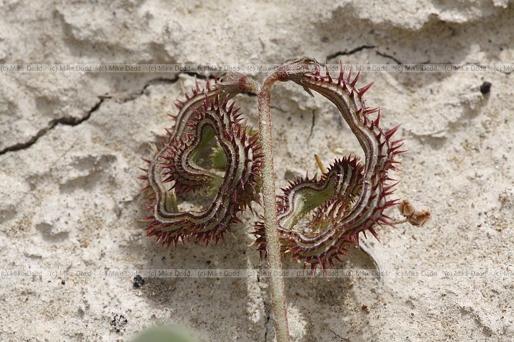 Scorpiurus muricatus Scorpiurus