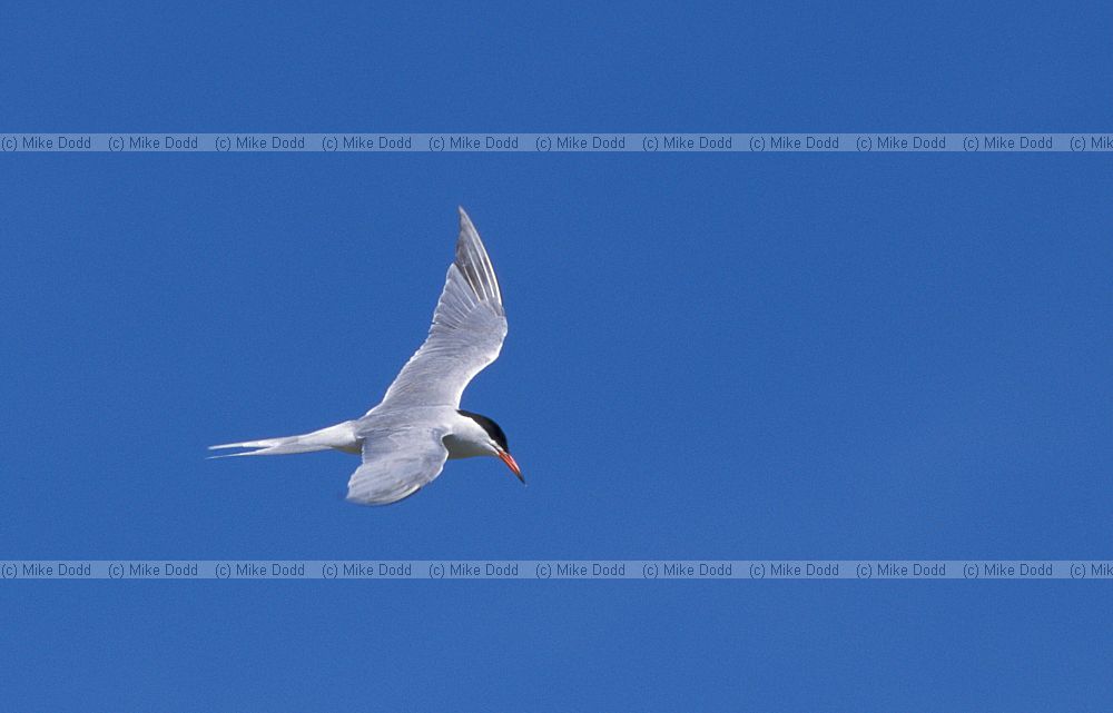 Common tern Ebro delta