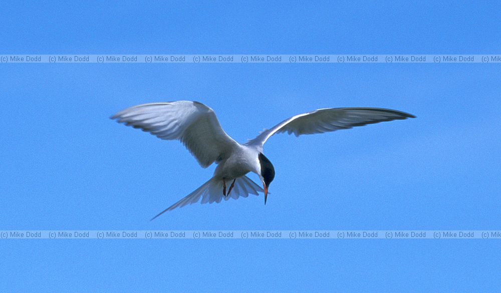 Common tern Ebro delta
