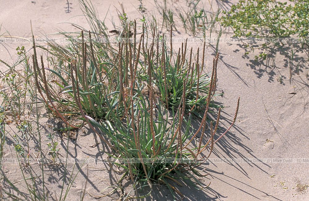Plant on beach Ebro delta