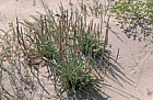 Plant on beach Ebro delta