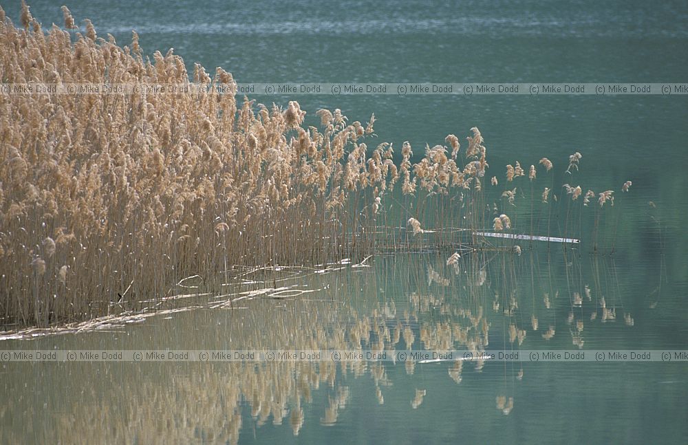 Reeds near Tremp
