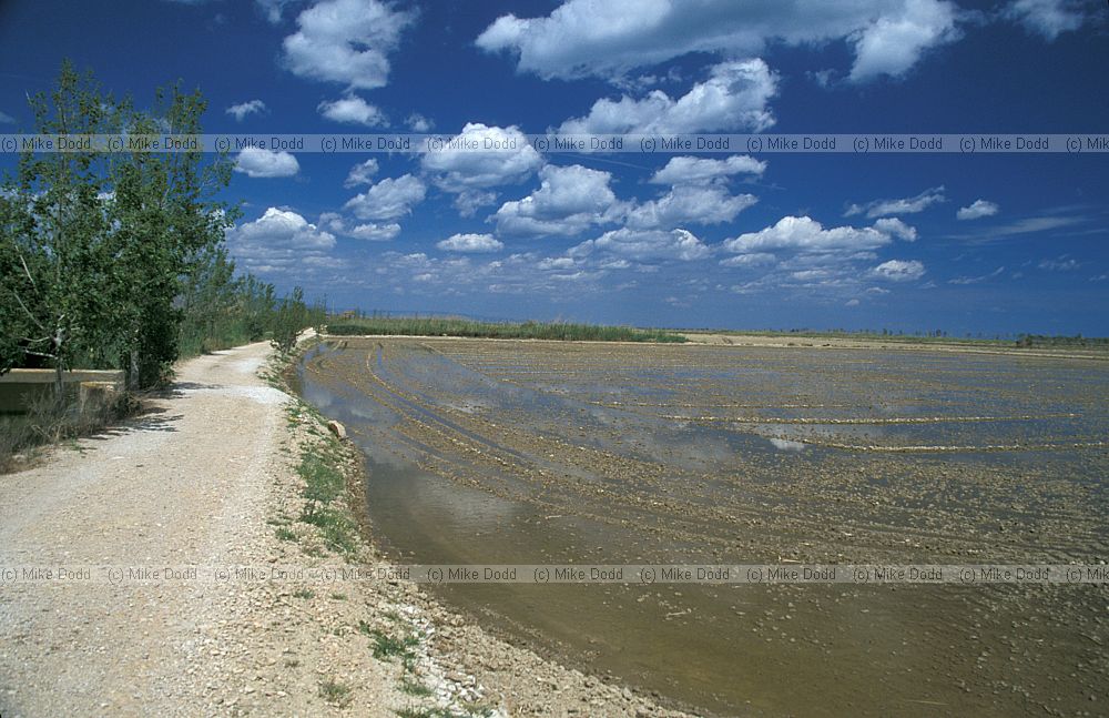 Rice field with water Ebro delta
