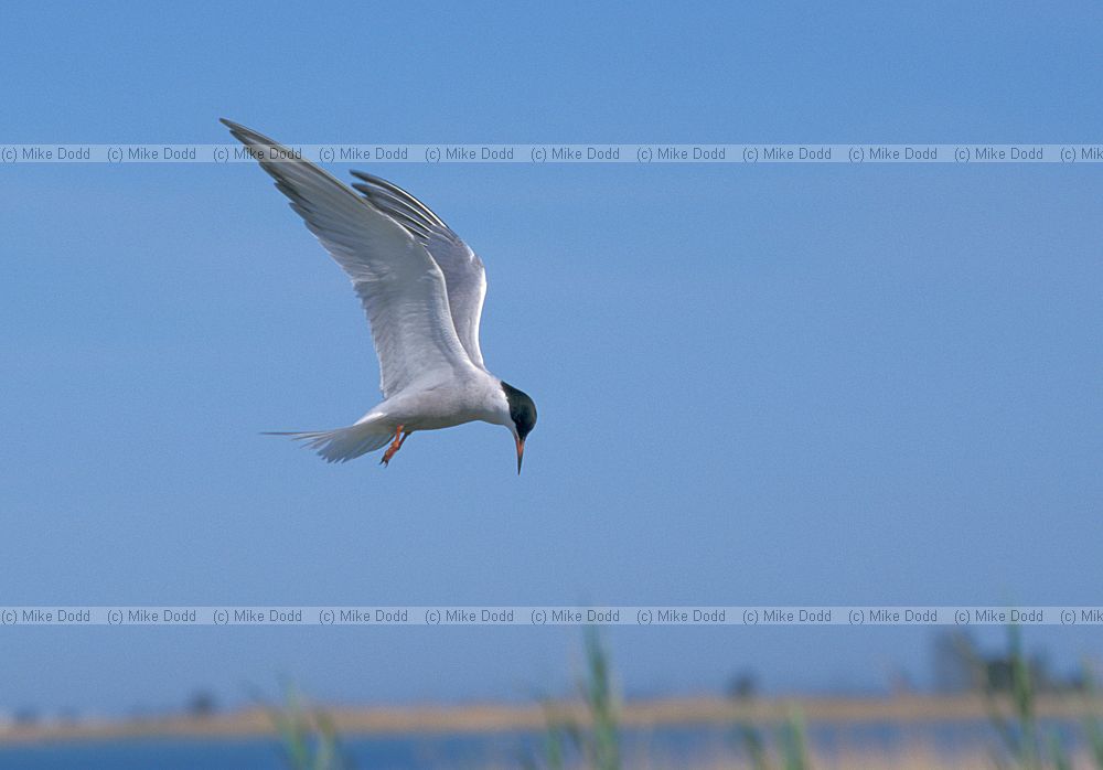 tern Ebro delta