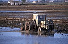 Tractor planting rice in flooded field Ebro delta