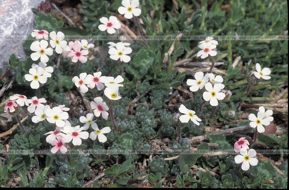 Androsace villosa a Rock-jasmine Picos de Europa